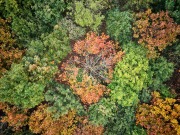 Symphonie de couleurs automnales au cœur des forêts de Bretagne.